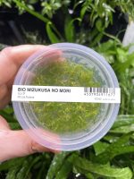 ADA Riccia fluitans