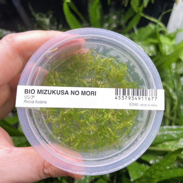 ADA Riccia fluitans
