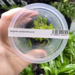 ADA Begonia vankerckhovenii