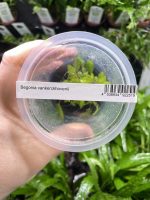 ADA Begonia vankerckhovenii