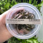ADA Cryptocoryne spiralis 'Tiger'