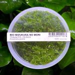 ADA Proserprinaca Palustris