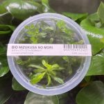 ADA Ludwigia Shaerocapara