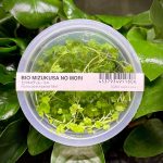 ADA Hydrocotyle Tripartita Mini