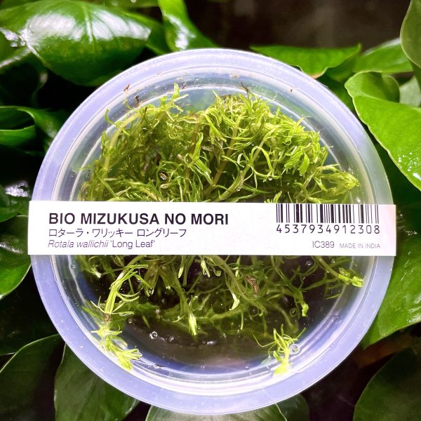 ADA Rotala Walichii long leaf