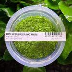 ADA Utricularia graminifolia