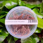 ADA Cryptocoryne wendtii 'Pink Panther'