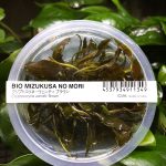 ADA Cryptocoryne wendtii 'Brown'