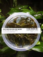 ADA Cryptocoryne wendtii 'Brown'