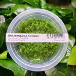 ADA Micranthemum tweediei (Monte Carlo)