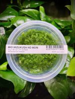 ADA Micranthemum tweediei (Monte Carlo)