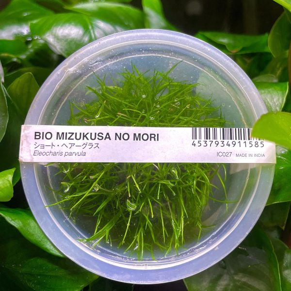 ADA Eleocharis acicularis 'mini' (Labelled as Eleocharis parvula)