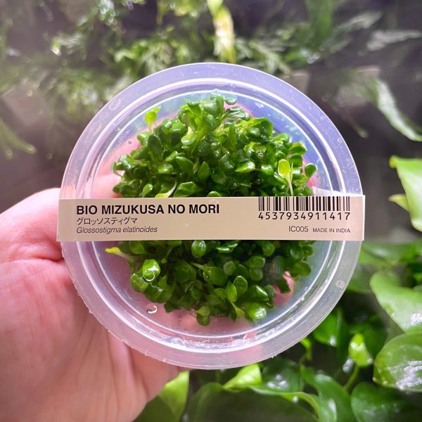 ADA Glossostigma elatinoides