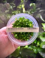 ADA Glossostigma elatinoides