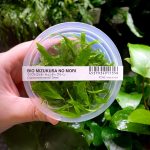ADA Cryptocoryne wendtii 'Green'