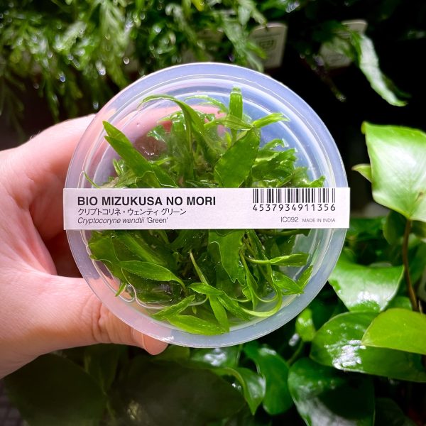 ADA Cryptocoryne wendtii 'Green'