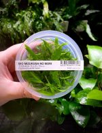 ADA Cryptocoryne wendtii 'Green'