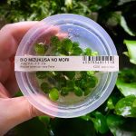 ADA Anubias barteri var. nana 'Petite'