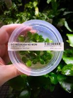 ADA Anubias barteri var. nana 'Petite'