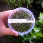 ADA Bacopa salzmannii purple