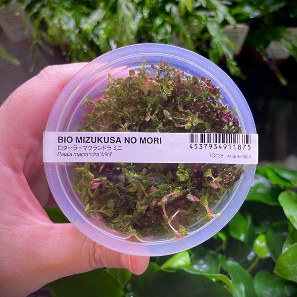 ADA Rotala Macrandra mini