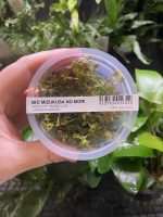 ADA Micranthemum glomeratum - Image 2