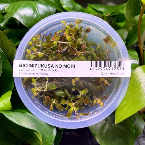ADA Ludwigia Senegalensis