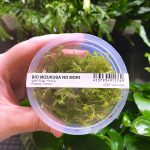 ADA Rotala wallichii 'Vietnam'