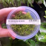 ADA Rotala Mexicana goais