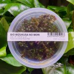 ADA Rotala blood Red
