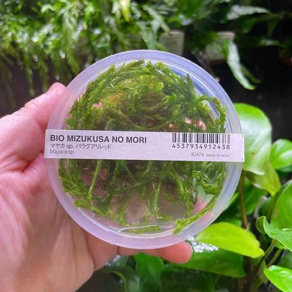 ADA Mayaca fluviatilis 'paraguay'