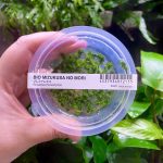 ADA Riccardia chamedryfolia