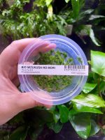 ADA Riccardia chamedryfolia - Image 2