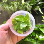 ADA Anubias barteri var. nana 'Gold'