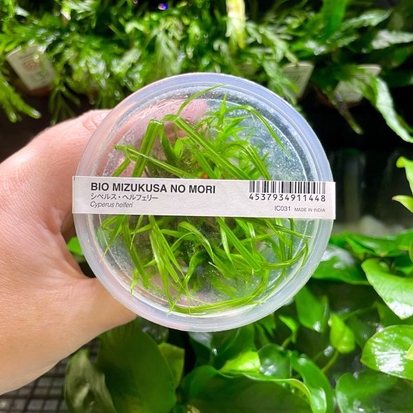 ADA Cyperus helferi