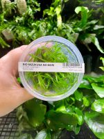 ADA Cyperus helferi