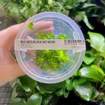 ADA Tonia Fluviatilis