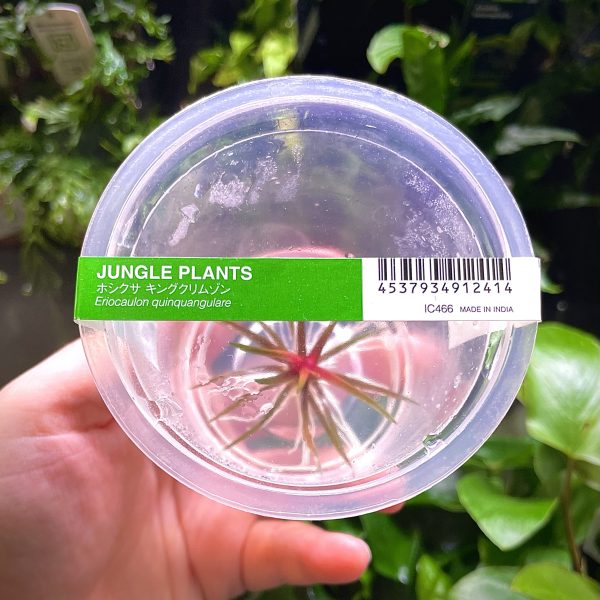 ADA Eriocaulon quinquangulare