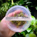 ADA Rotala macrandra Red