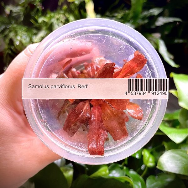 ADA Samolus valerandi 'Phang nga'