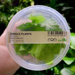 ADA Bolbitis heteroclita