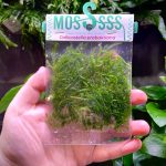 ADA Callicostella prabaktiana (moss pouch)