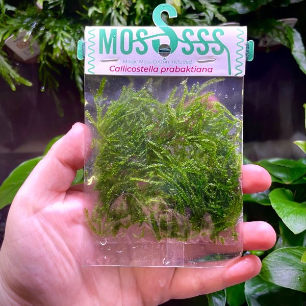 ADA Callicostella prabaktiana (moss pouch)