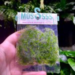 ADA Vesicularia montagnei 'Taiwan' (moss pouch)