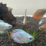 Emerald Dwarf Gaurami