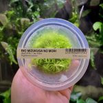 ADA Pogostemon erectus