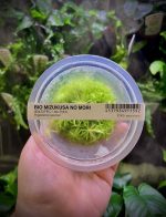 ADA Pogostemon erectus