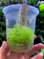 ADA Pogostemon erectus - Image 2