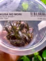 ADA Cryptocoryne spiralis 'Tiger' - Image 2