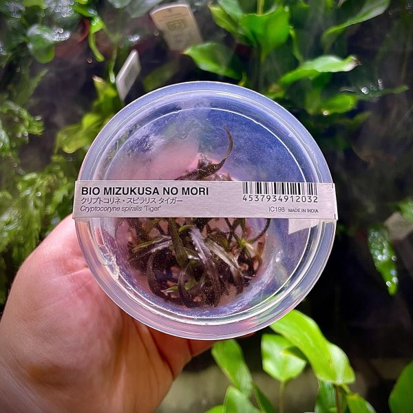 ADA Cryptocoryne spiralis 'Tiger'